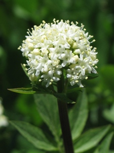 Valeriana spp.